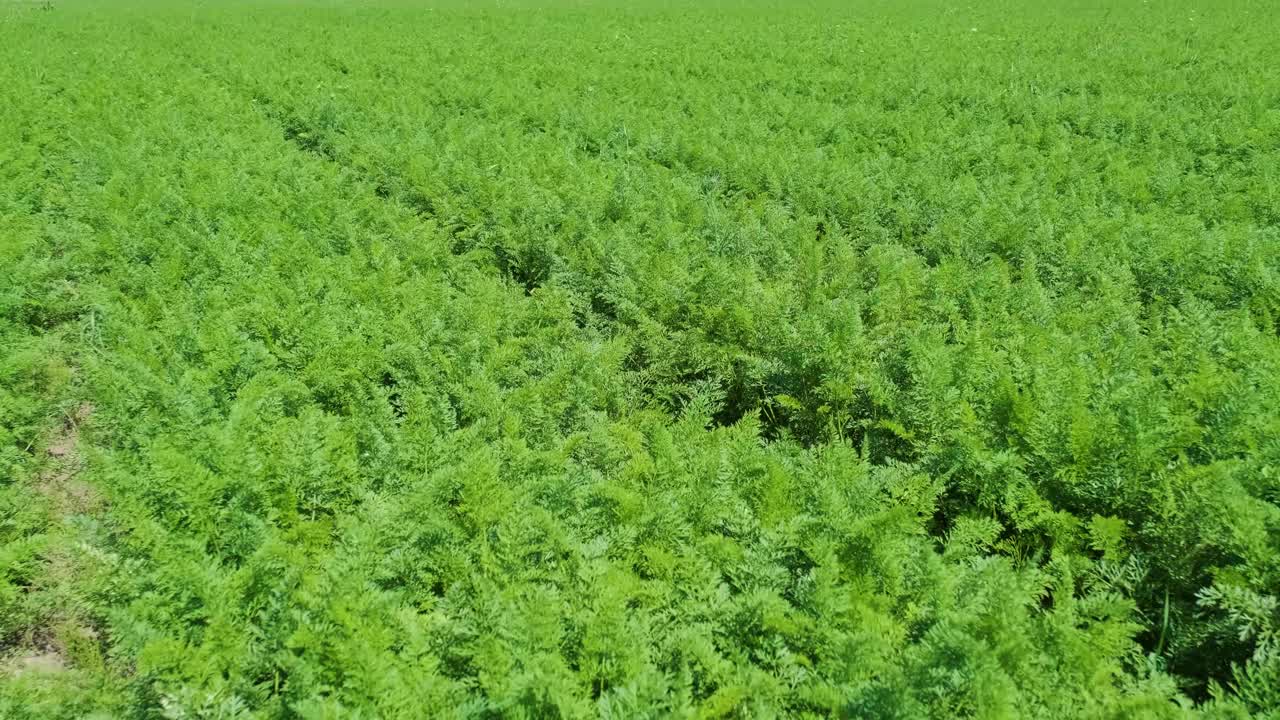 planta de zanahoria creciendo en la tierra. agricultura orgánica, filas en el campo de cerca.