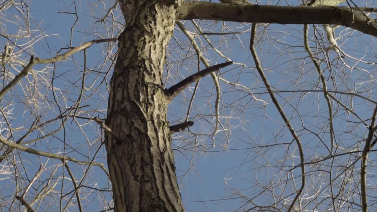 View of blue skies through bare winter trees rotating pov shot