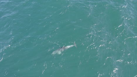 delfines nariz de botella nadando en el mar azul durante el día en australia