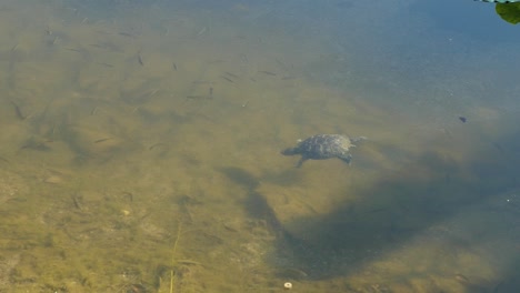 Linda-Tortuga-Nadando-Bajo-El-Agua-En-Un-Lago-Rodeada-De-Muchos-Peces-Pequeños,-A-Cámara-Lenta