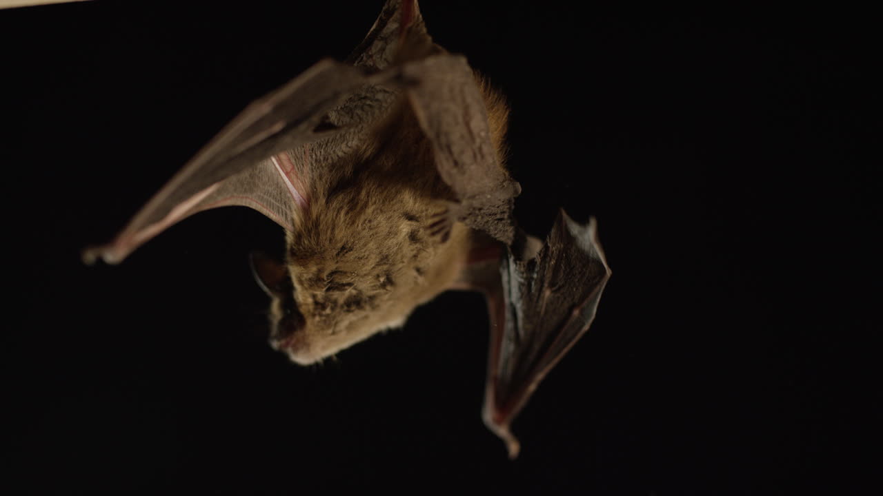 коричневая летучая мышь, изолированная на черном фоне