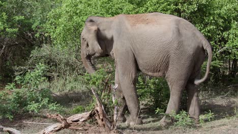 wild elephant at yala national park