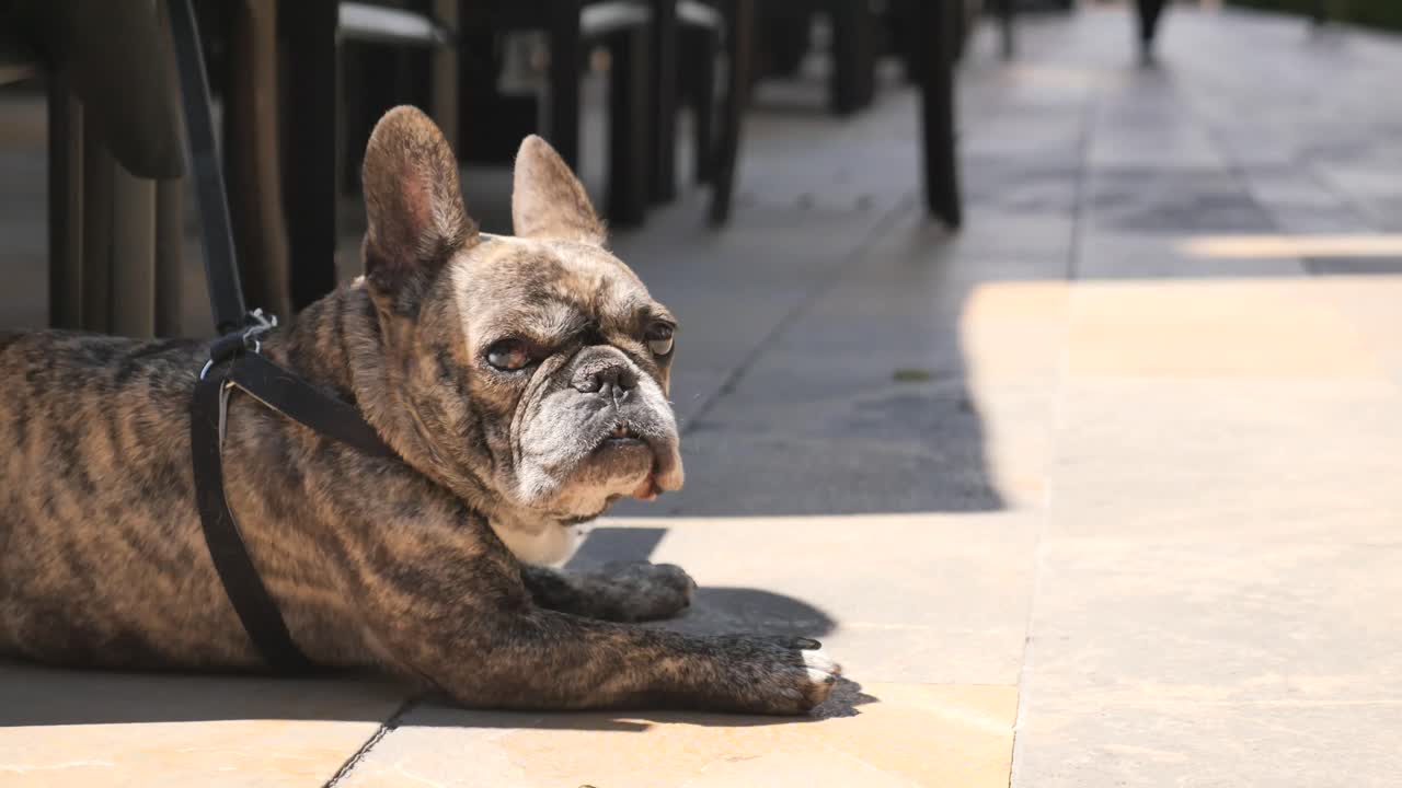 A brindle French Bulldog lies on the ground