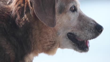 close up dog walking in the beach