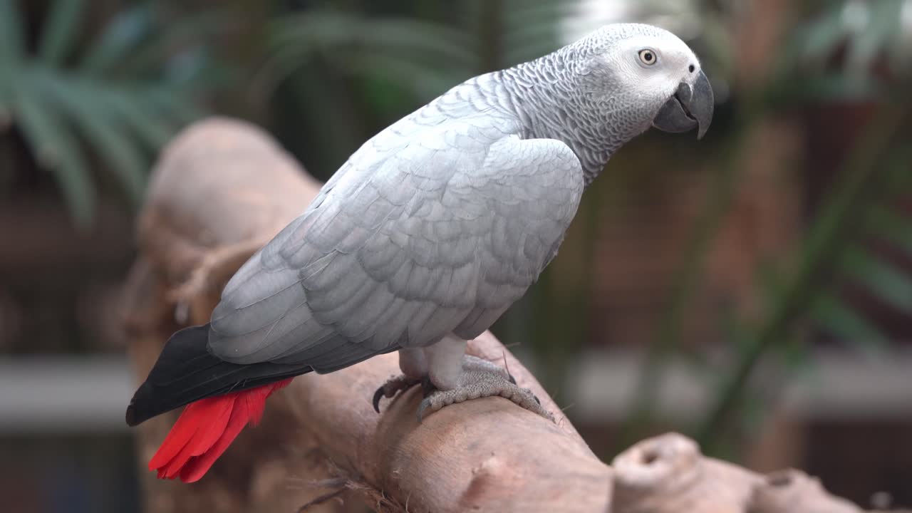 primer plano de perfil de un loro gris africano del congo, psittacus erithacus parado en el tronco de madera contra un fondo borroso, santuario de aves primer plano en el parque de vida silvestre langkawi