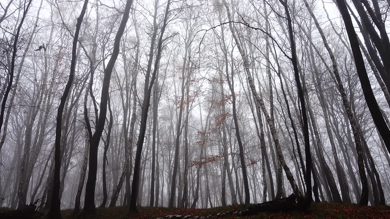 Mgła w lesie. Sesja zdjęciowa jesienią.
