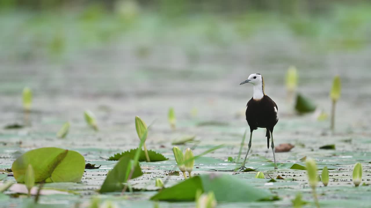 The bird moves through a scenic lily-covered pond in natural light