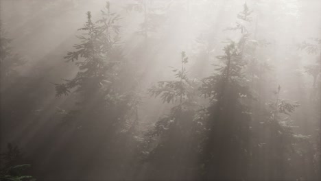 Luftsonnenstrahlen-Im-Wald-Mit-Nebel