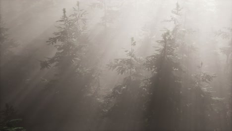 aerial sunrays in forest with fog