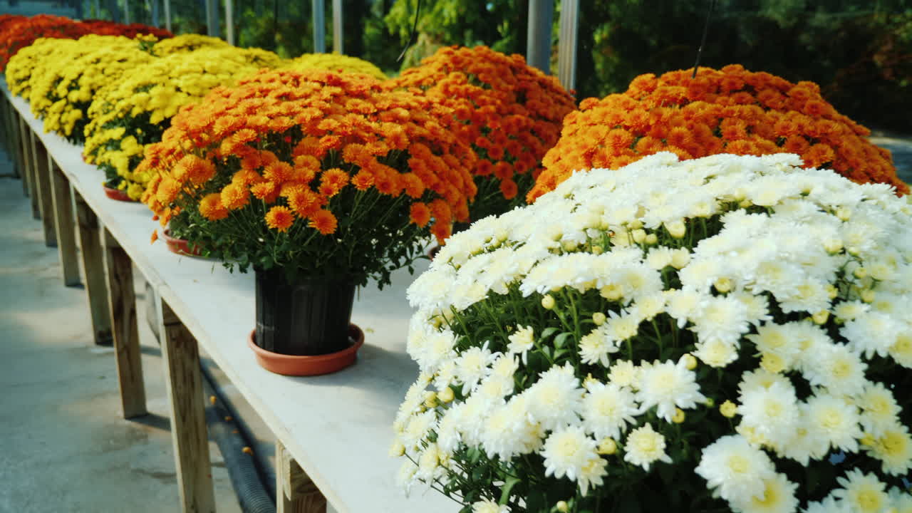 Fiori in un centro giardinaggio