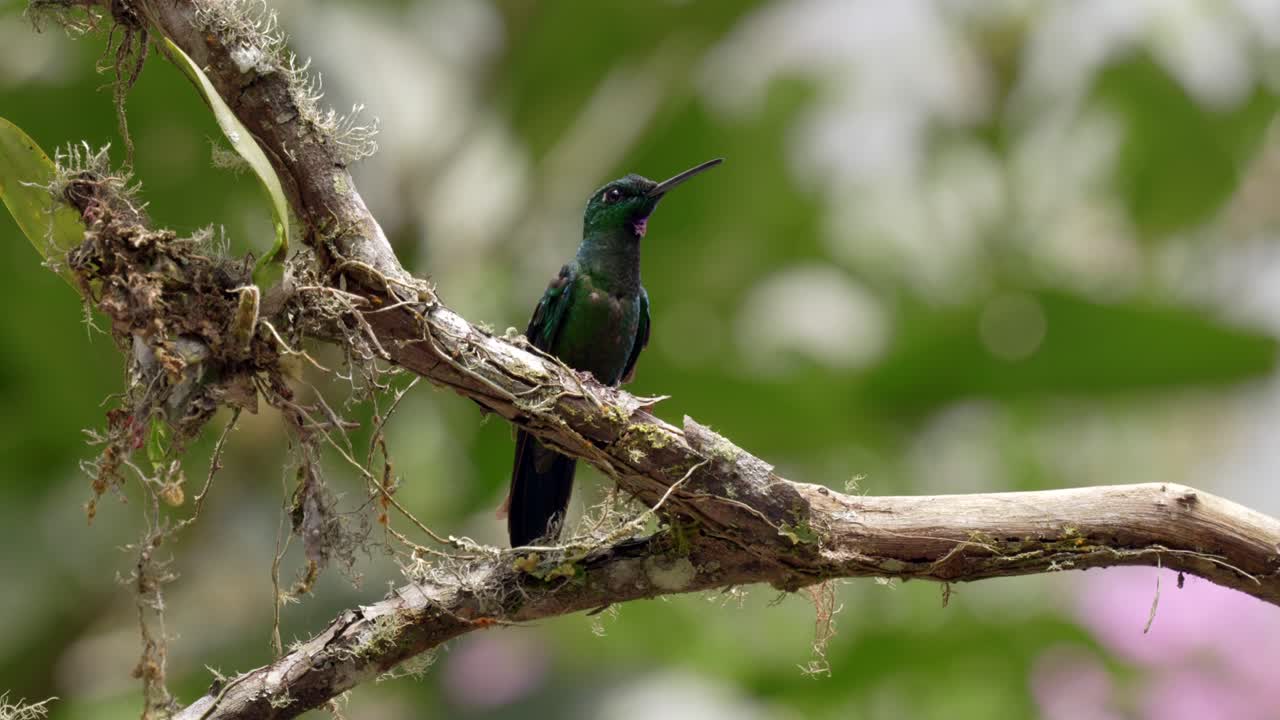 un pequeño colibrí iridiscente se posa en una rama en un bosque en ecuador, américa del sur mientras la luz muestra los colores de sus plumas