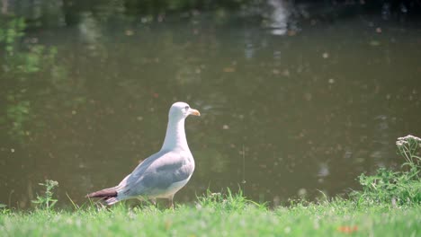 Gaviota-Sentada-Junto-A-Un-Estanque-En-Un-Parque-En-Cámara-Lenta