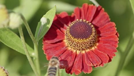 Eine-Nahaufnahme-Einer-Honigbiene,-Die-Auf-Der-Suche-Nach-Erntefähigem-Nektar-über-Eine-Gewöhnliche-Niesenblume-Fliegt