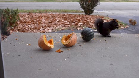 a squirrel takes out squash seeds from a front porch