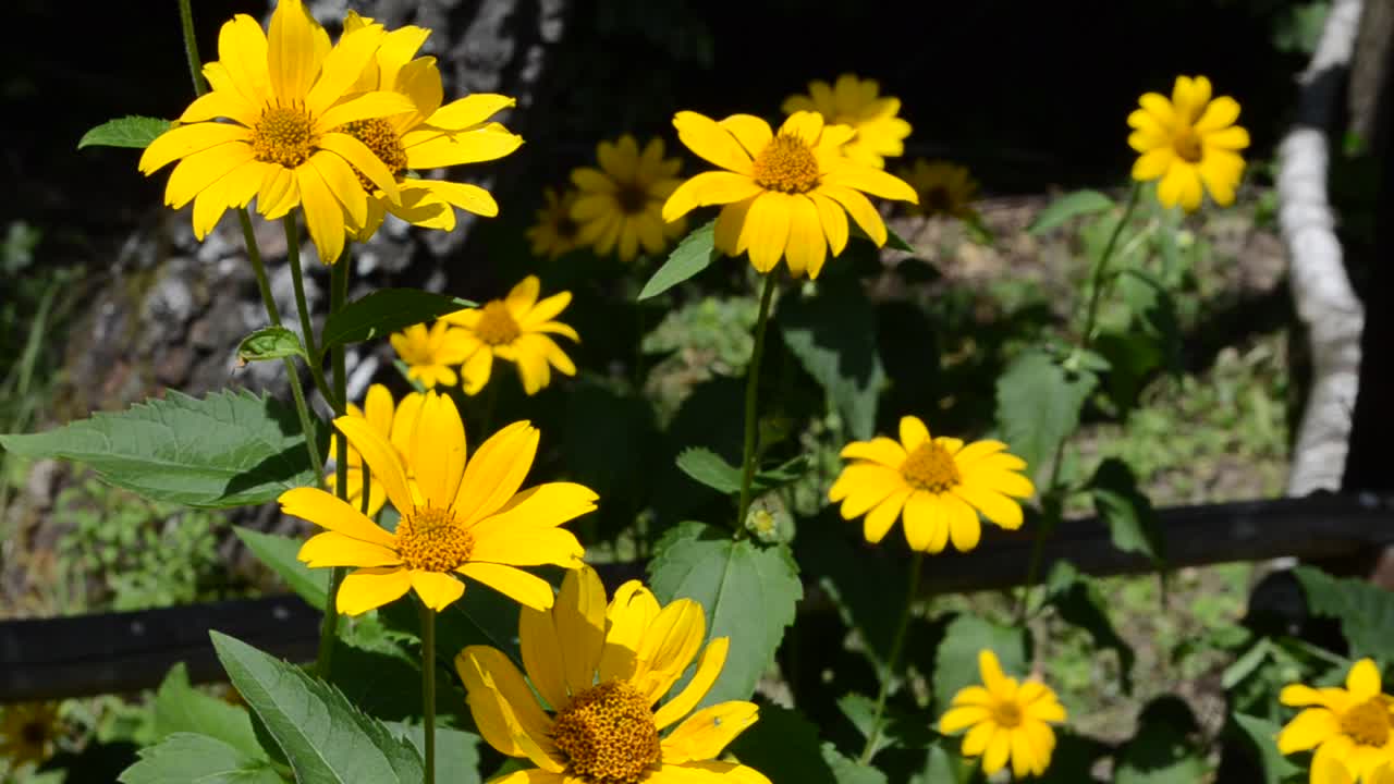 Aiuola fiorita. Scatto nel bosco