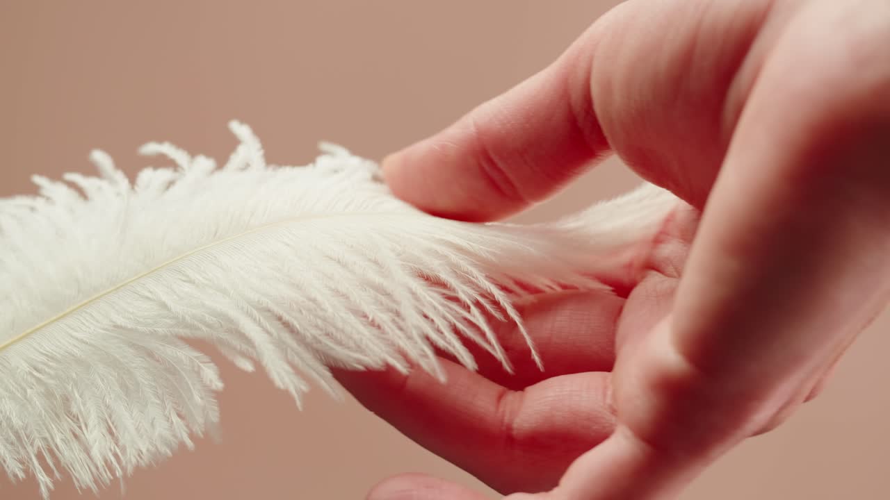 Hand holding a white ostrich feather