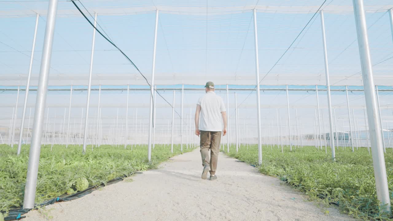 Farmer walking through watermelon greenhouse