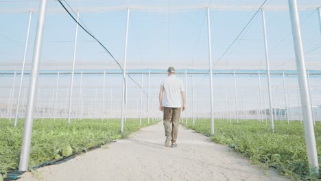 farmer walking through watermelon greenhouse