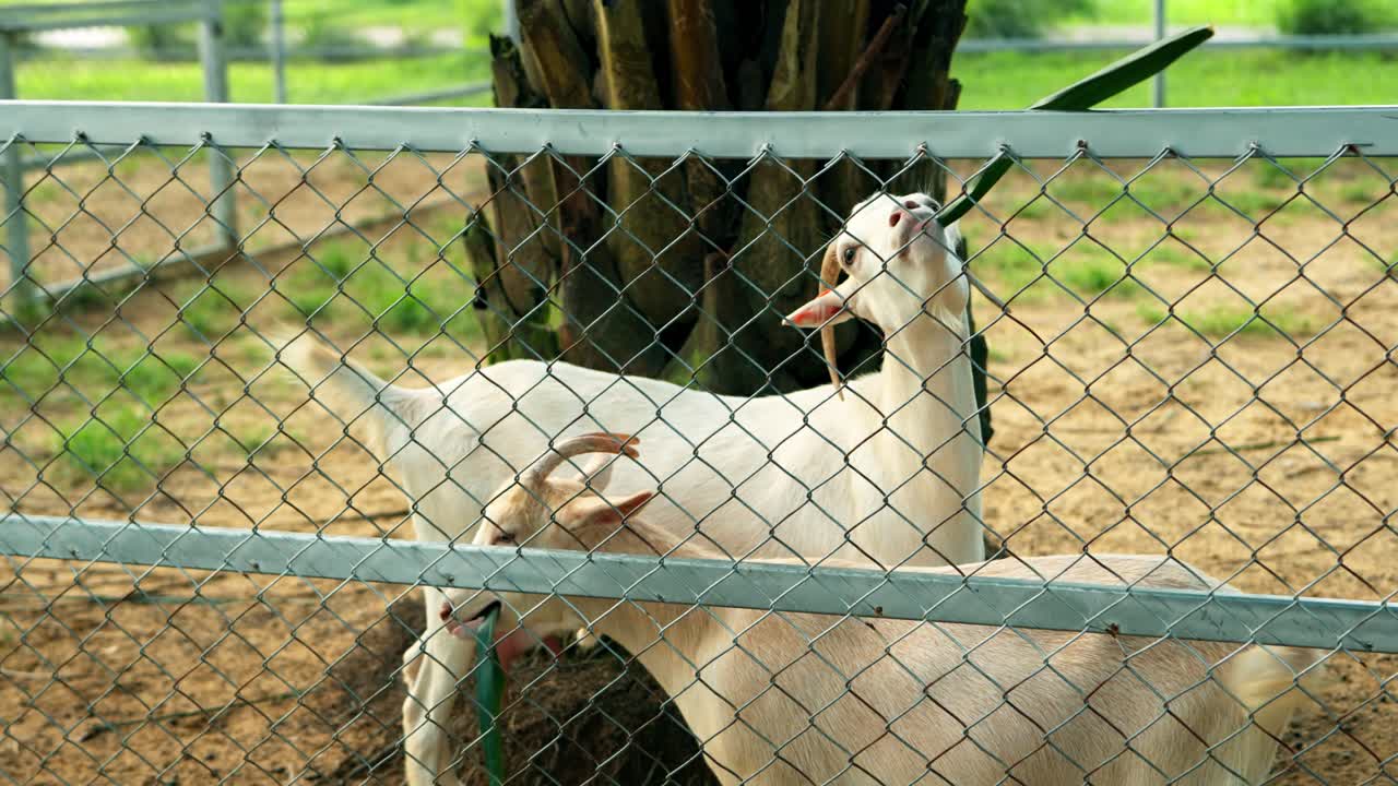 Close-up, slow-motion shot from behind a young child as they joyfully extend their hand to feed a long leaf to a friendly white goat at the JW Marriott Khao Lak's engaging resort farm
