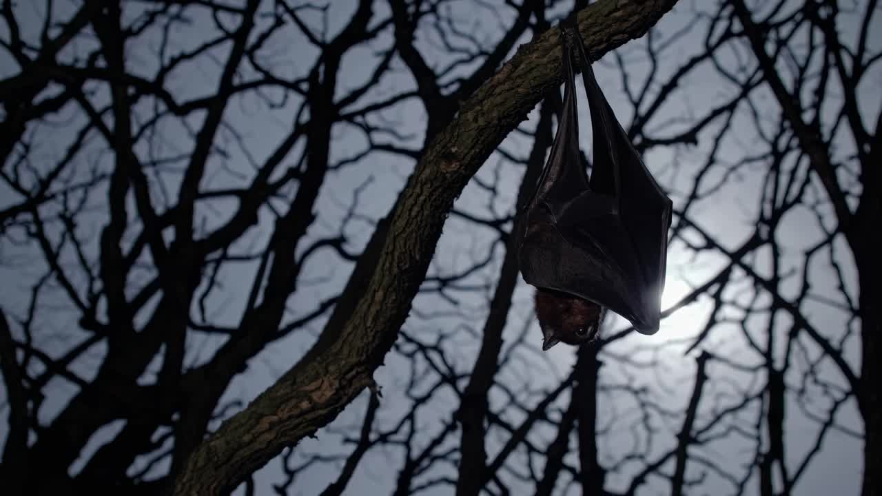 A bat hangs upside down on a tree branch against a moonlit sky