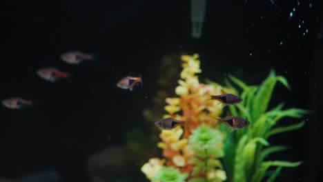 banco de peces nadando a cámara lenta en un acuario casero