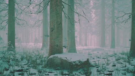 Hohe-Bäume-In-Schneekappen-Und-Im-Nebel