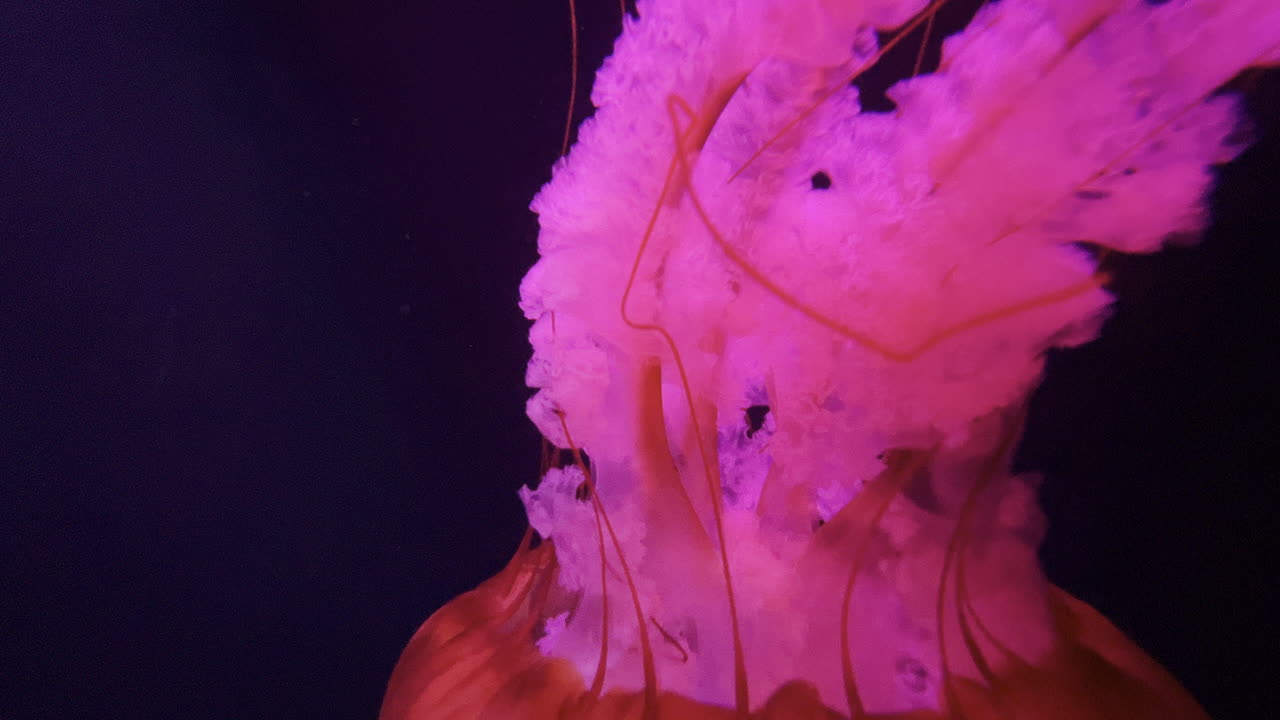 быстрый переход к медузе, грациозно плавающей в своей естественной среде обитания