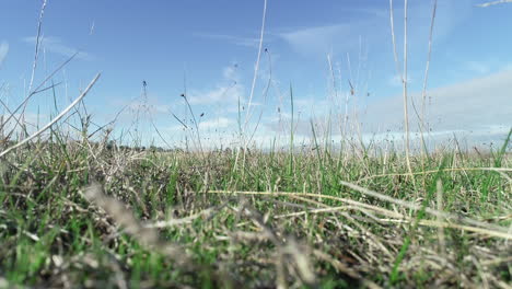 hyperlapse of grasslands from low angle looking up toward beautiful blue sky