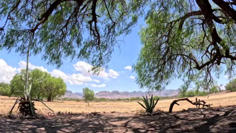 en espacios desérticos que son verdes y al mismo tiempo secos porque el desierto lo mueve de esa manera