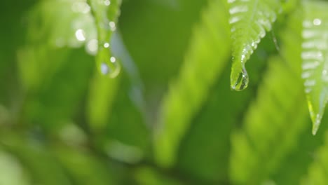 incredible macro of a drop of water falling from the tip of a green leaf in slow