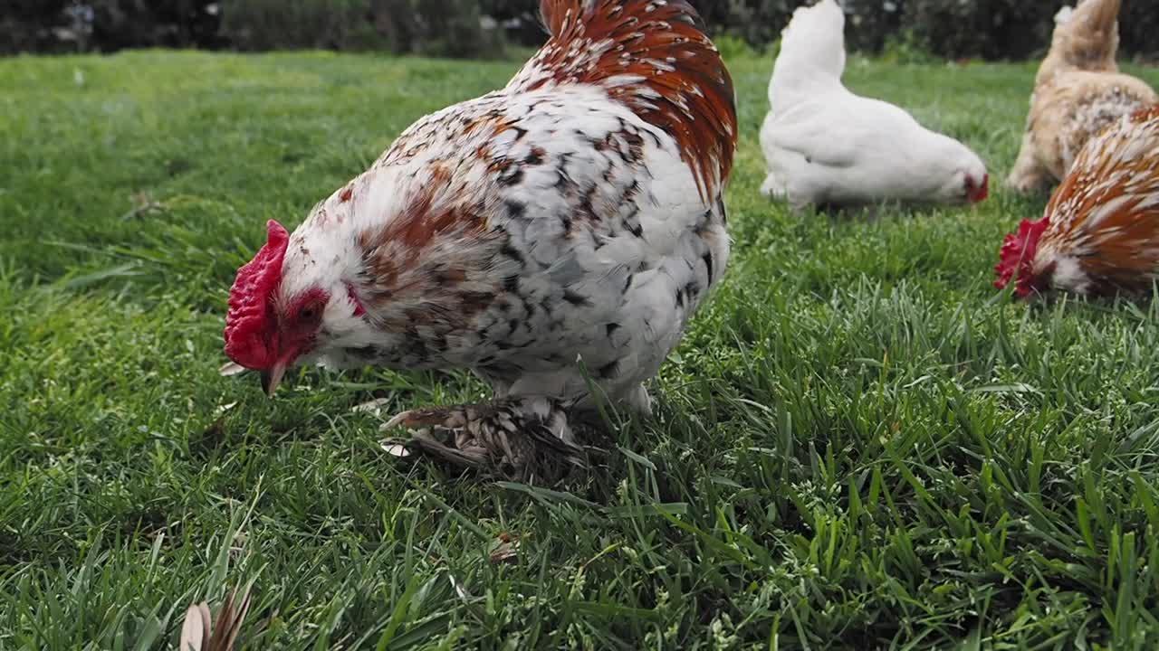 Chickens grazing on grass