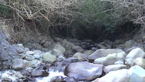 La-Cámara-Se-Inclina-Hacia-Abajo-Desde-Un-Arbusto-Nativo-Hasta-Un-Río-Rocoso.