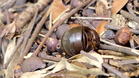 millipede.