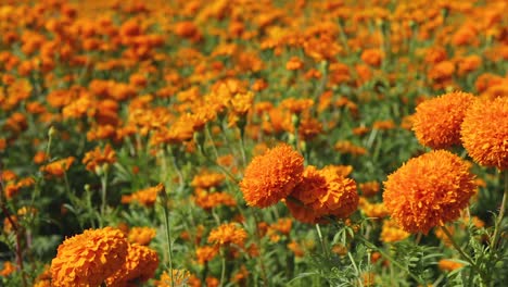 panoramic footage of a colorful marigold flower field landscape