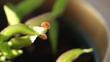 close-up of a small potted plant with new growth