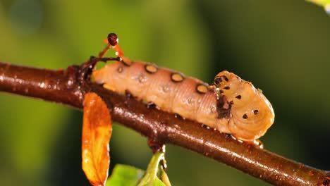 caterpillar bedstraw hawk moth crawls on a branch during the rain. caterpillar (hyles gallii) the bedstraw hawk-moth or galium sphinx, is a moth of the family sphingidae.