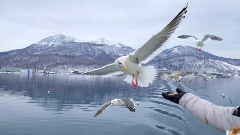 在北海道的湖上乘船旅行, 人们给海<unk><unk>食