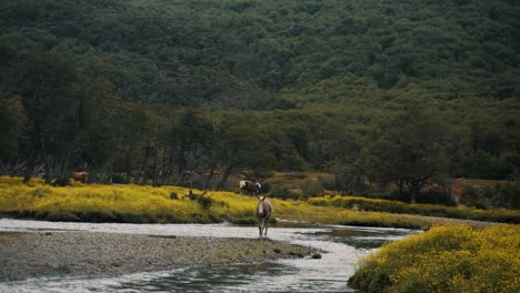 Caballos-Salvajes-Vagando-Libremente-Cerca-De-Las-Montañas-Fluviales-De-La-Patagonia,-Argentina