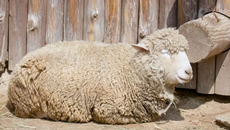 white woolly sheep resting on sunny day in a farm