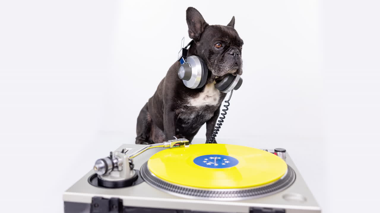 dj bulldog francés con auriculares y tocadiscos