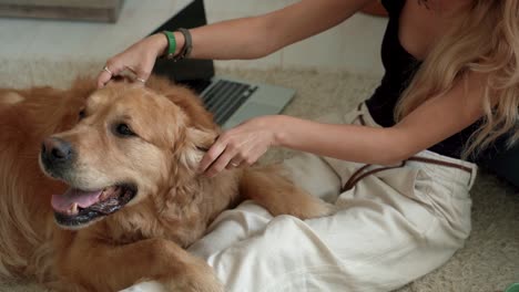 pretty female pet owner petting and playing with beautiful labrador dog