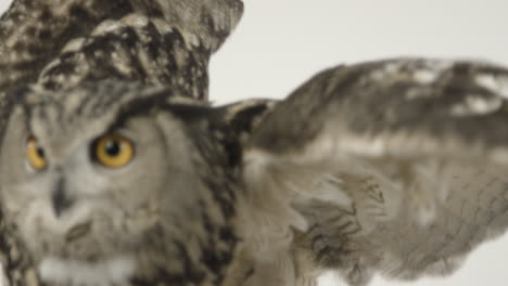 close up owl wings on white eagle owl extending wingspan slow motion