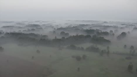 foggy morning in the forest just before the sunrise