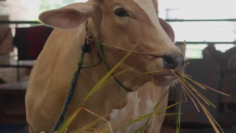 Domestic-Brown-Cow-Eating-Hay-At-The-Farm