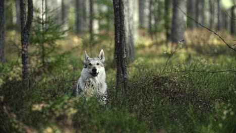 lobo sentado y corriendo en un bosque con fondo borroso y árboles y musgo