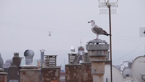 Seagulls-watching-the-world-go-by-from-a-rooftop-in-Barcelona,-Spain