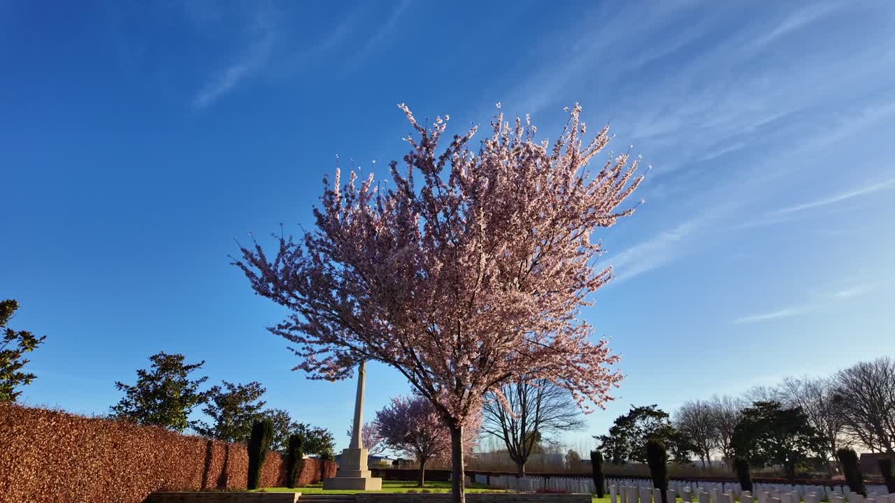Low-angle shot of blooming cherry tree with distant graves and blue sky in Douvres-la-Délivrande cemetery.