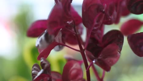 the red leaves in the wind sway here and there