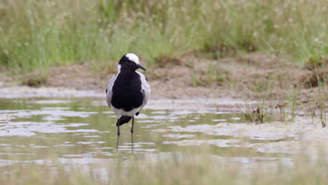 Herrero-Avefría-O-Chorlito-Herrero-Acicalándose-Plumas-Mientras-Está-De-Pie-En-El-Agua,-Primer-Plano-En-Cámara-Lenta