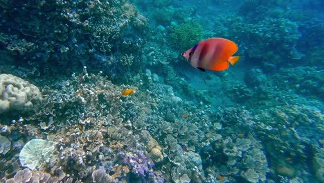 Close-up-of-wild-single-butterfly-fish-eating-underwater